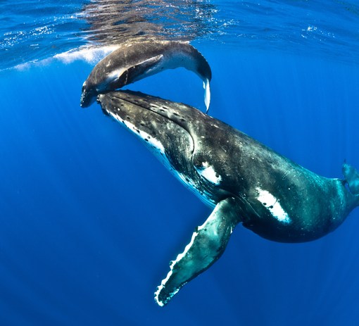 Whale 2 Small Mandatory Credit Niue Tourism 1