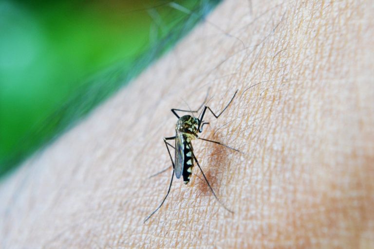 10 Ways to Avoid Mosquito Bites in Niue