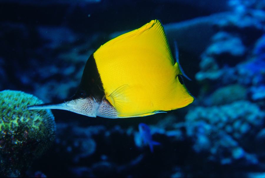 10 Amazing Reasons to Scuba Dive in Niue