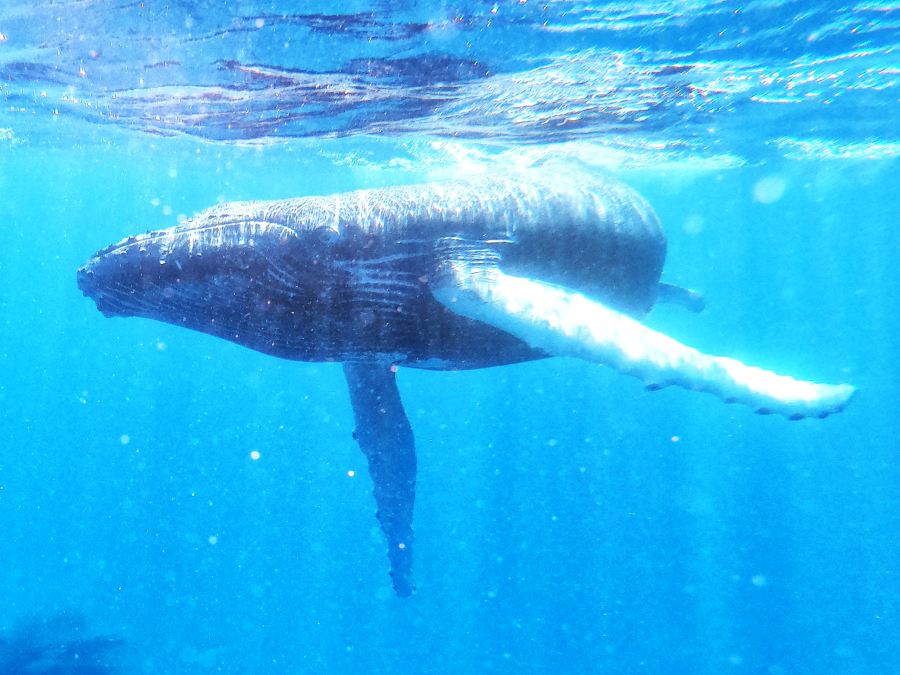 The Guide to Swimming with Whales in Niue