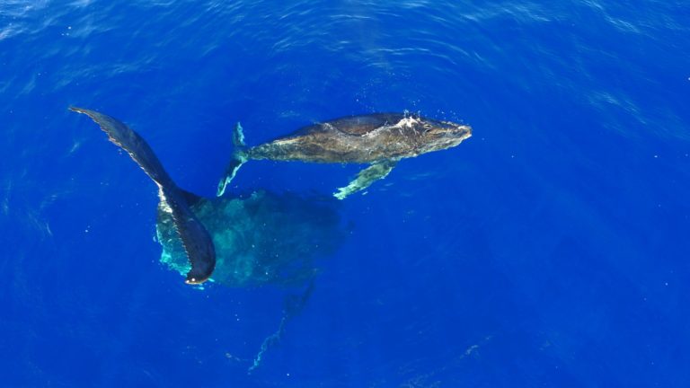How to Get the Best Whale Swimming Experience in Niue