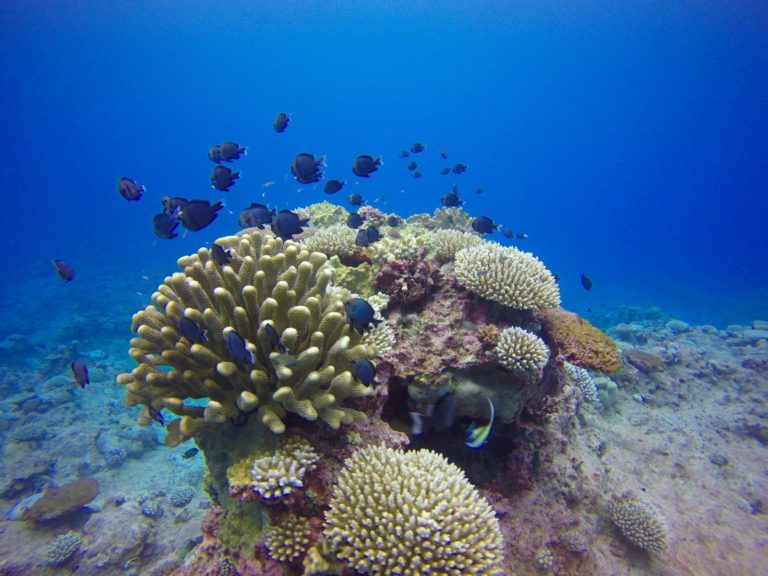 10 Amazing Water Activities in Niue