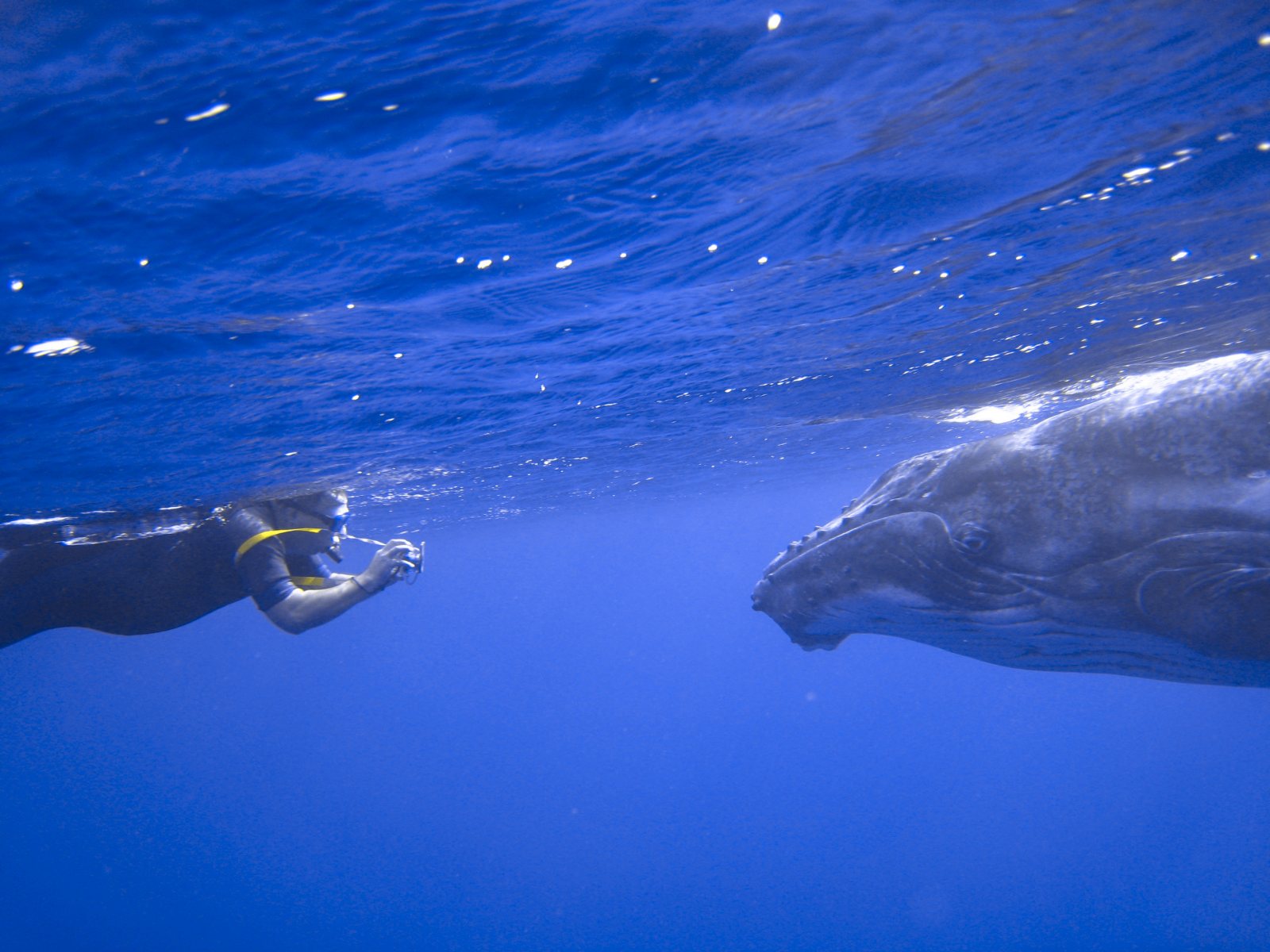 The Best Time to Swim with Whales in Niue
