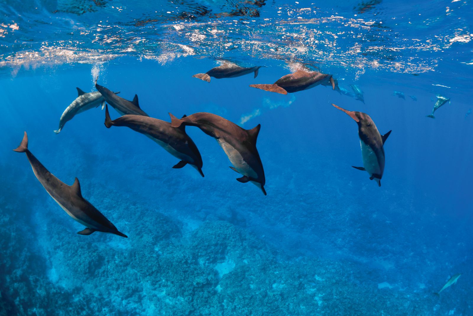 The Guide to Swimming with Dolphins in Niue