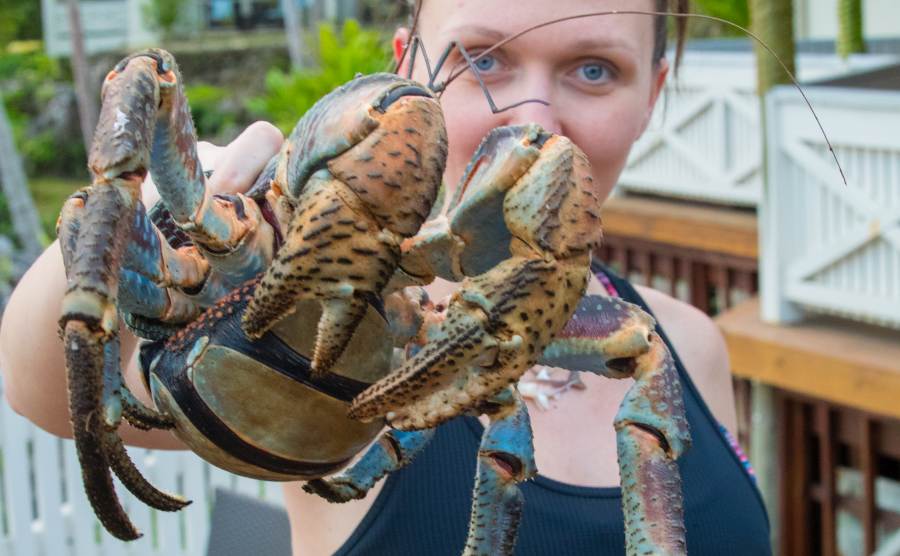 8 Ways See Uga (Coconut Crabs) in Niue