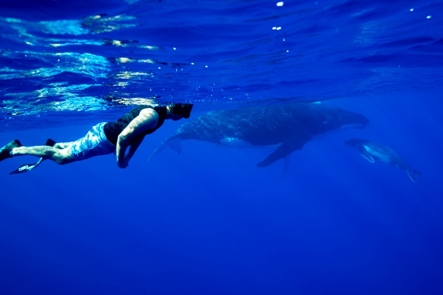 10 Tips for Whale Watching in Niue