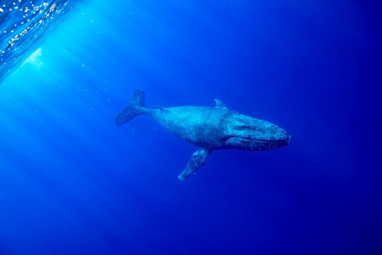 5 Best Whale Tours in Niue
