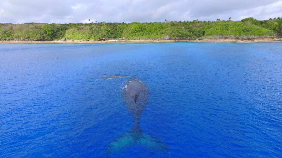 The Guide to the Whale Season in Niue