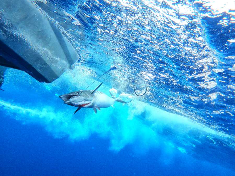 10 Best Fishing Charters in Niue