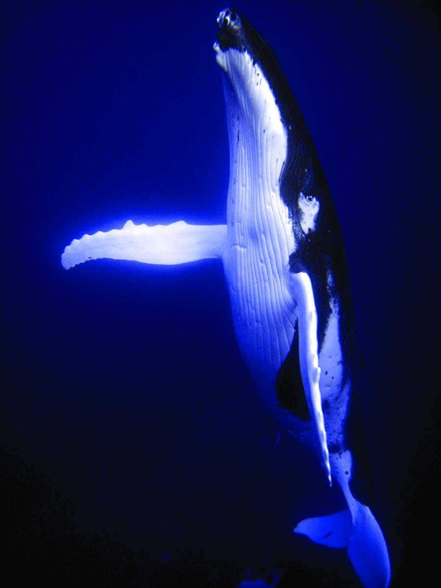 5 Best Whale Tours in Niue