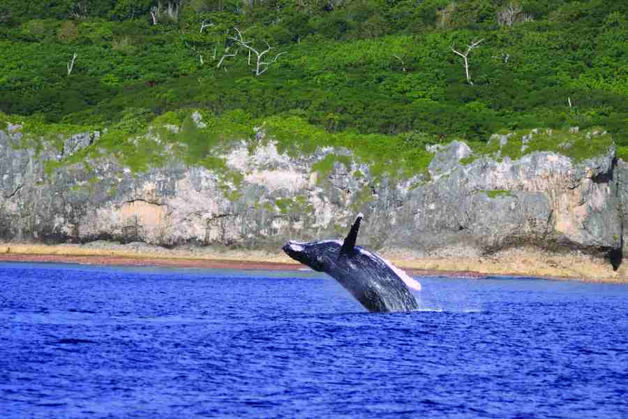 How to Get the Best Whale Swimming Experience in Niue