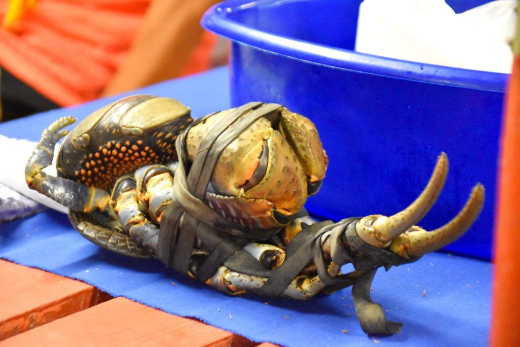 Where to Try Uga in Niue