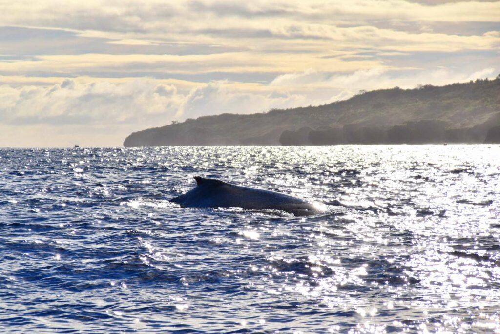 Niue Whales: The Guide to Swimming with Whales in Niue 