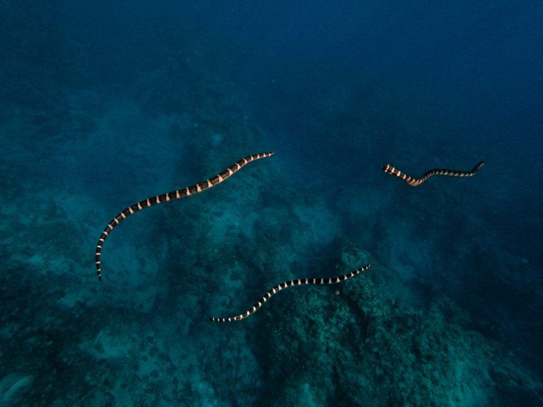 10 Animals and Birds Native to Niue