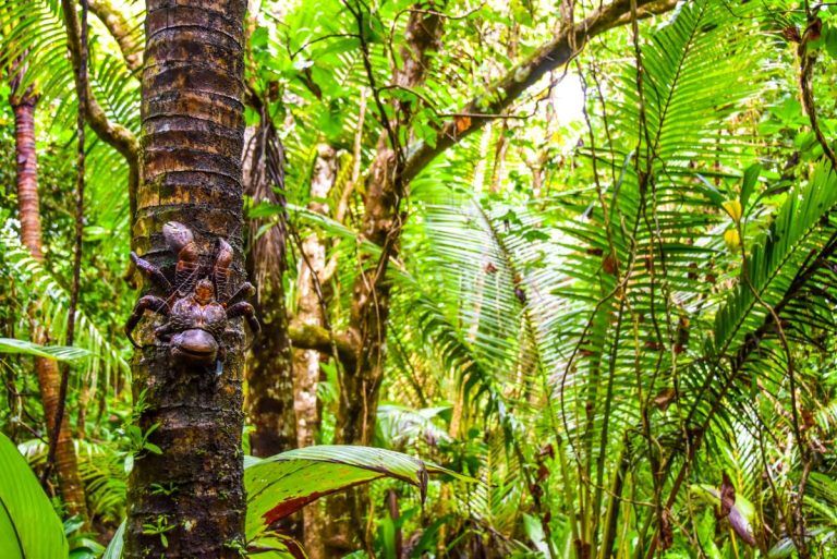 10 Best Wildlife Tours & Experiences in Niue [2023]