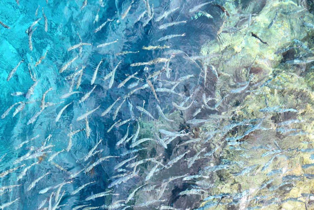 Niuean Etiquette: Niue Customs & Traditions